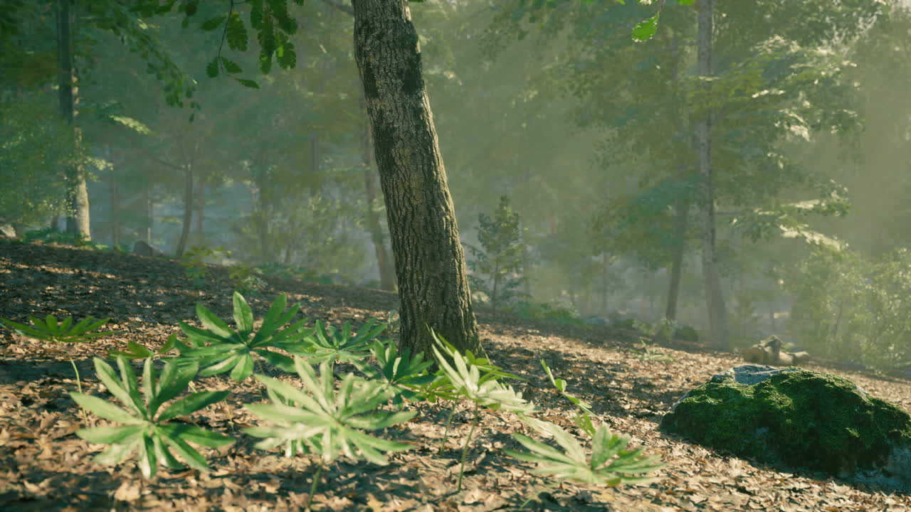 Tranquil forest setting with sunlight filtering through trees in morning