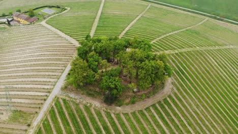 Eine-Drohne-Entfernt-Sich-Von-Einem-Kleinen-Wald-Inmitten-Der-Gavi-Weinberge-Und-Enthüllt-Die-Landschaft