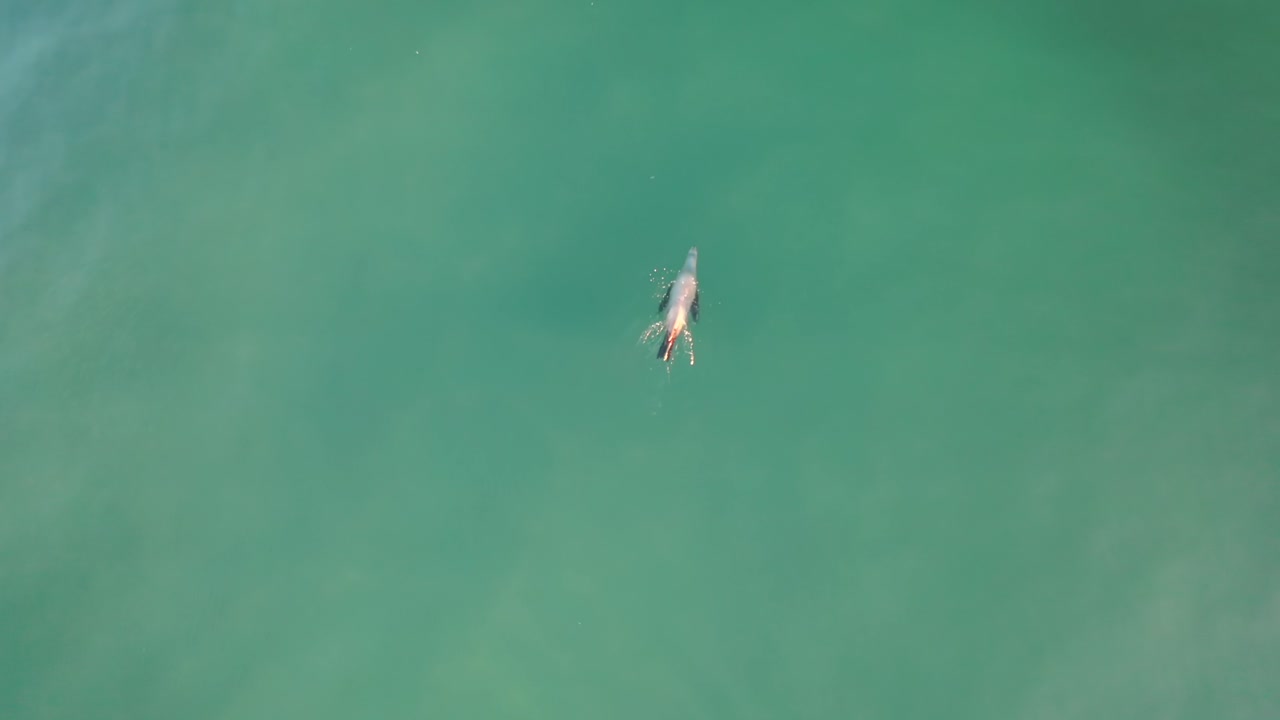 león marino solitario nadando en el océano azul