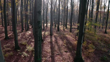 autumn sunny forest drone footage in 4k