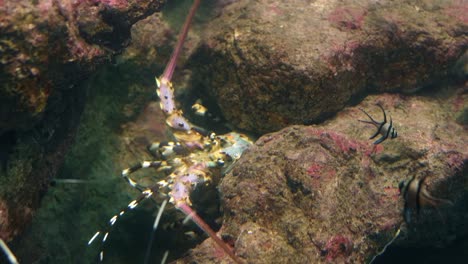 Common-Spiny-Bass-O-Palinurus-Elephas-También-Se-Conoce-Como-El-Bajo-Mediterráneo