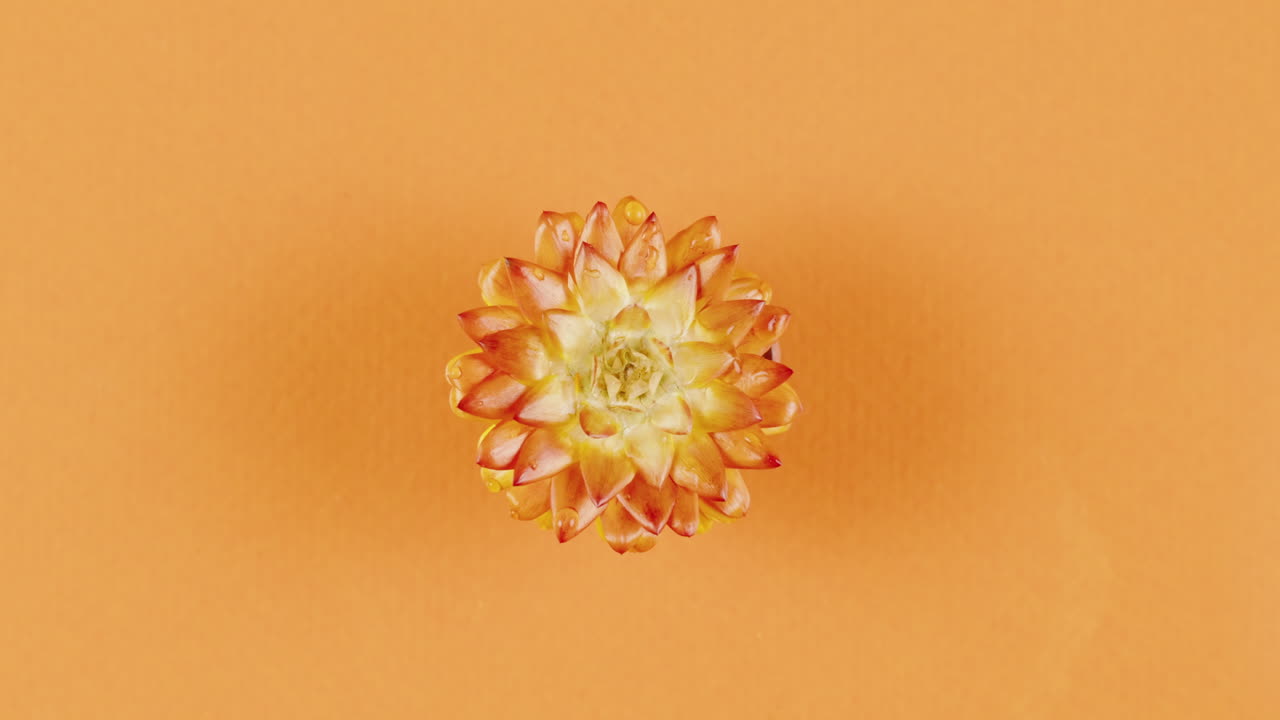 Orange Succulent with Water Droplets