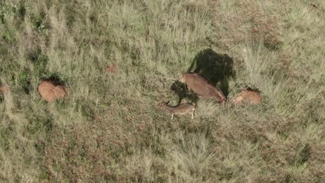 imágenes aéreas de drones de arriba hacia abajo de un bebé ñu pastando con su madre en la sabana de hierba de verano