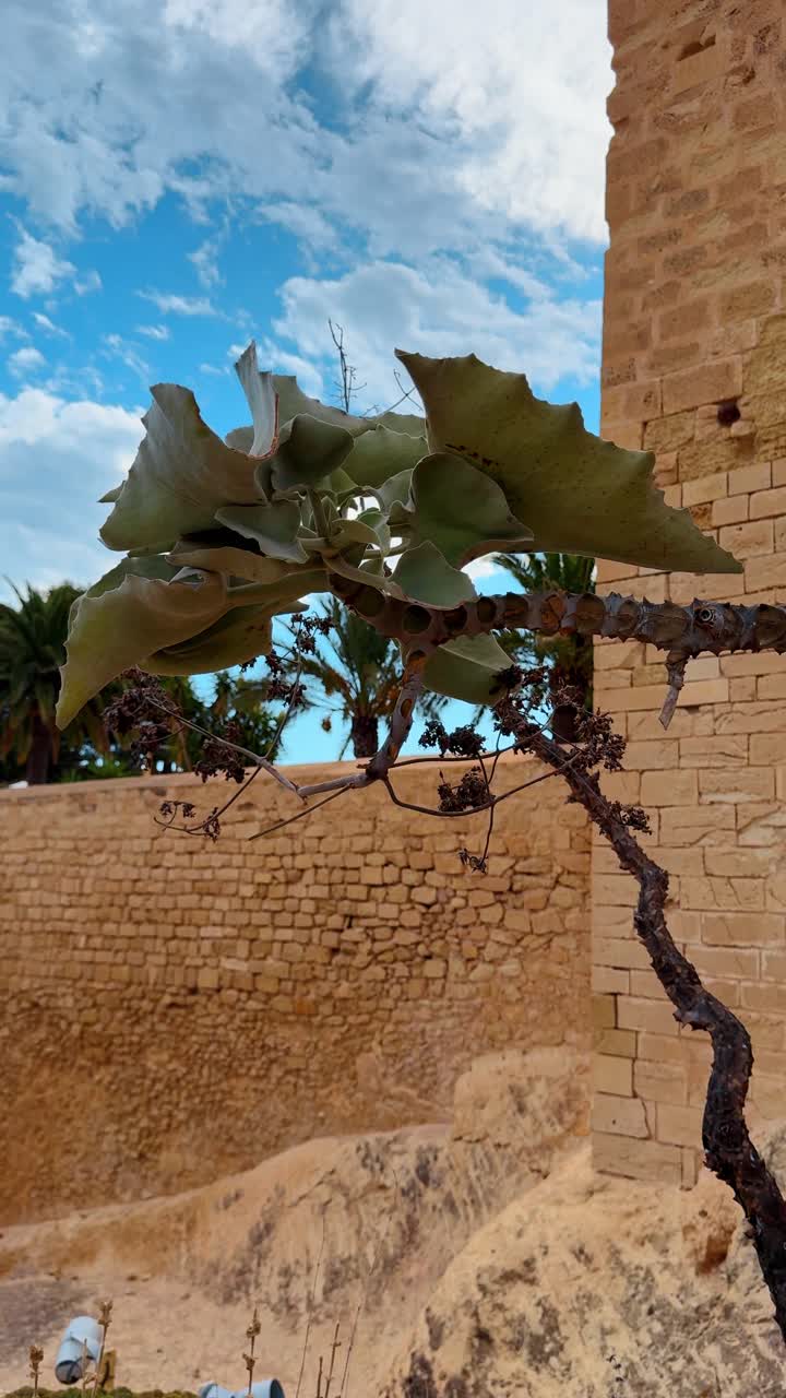 Pianta succulenta su muro di pietra al Castello di Santa Barbara. Pianta di Kalanchoe beharensis che cresce contro le antiche mura di pietra di una fortezza sotto un cielo blu.