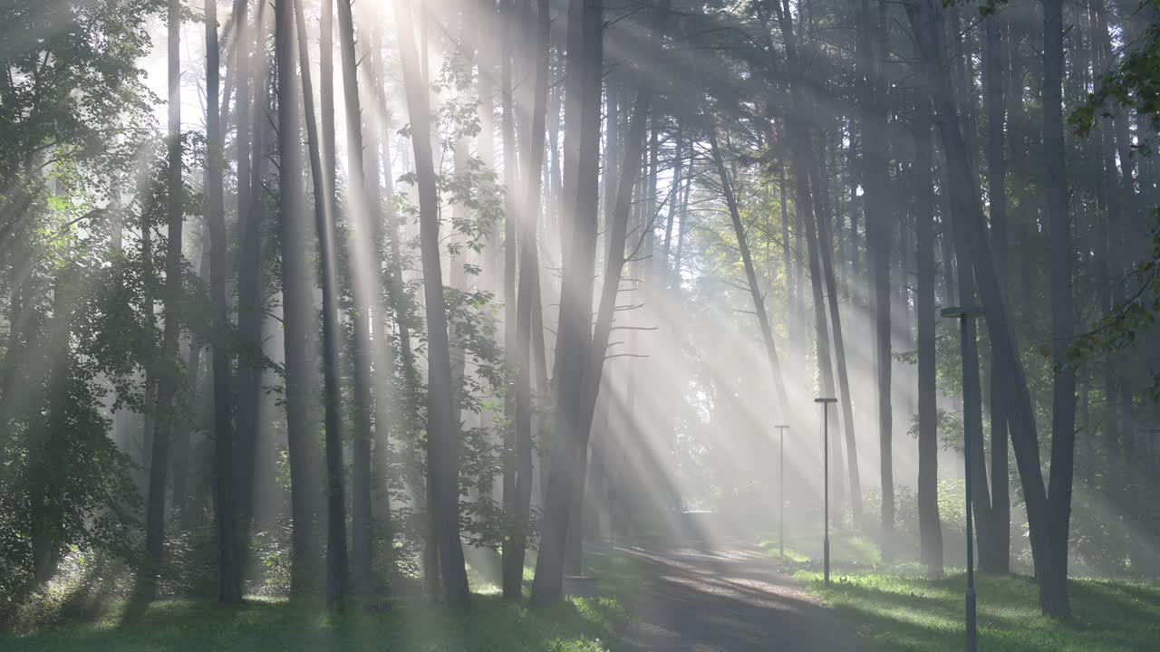 공원에서 안개가 자욱한가 아침입니다. 비르스토나스, 리투아니아