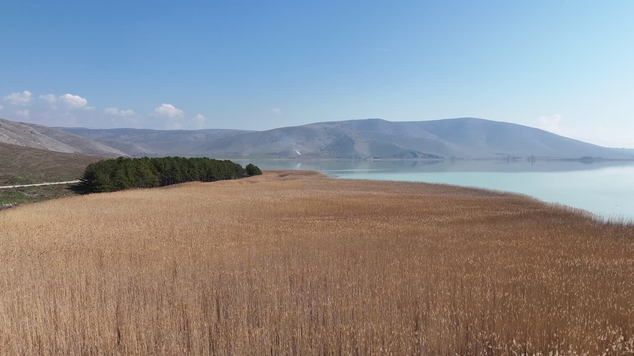 Flying over yellow field in a sunny day with lake and mountains in the background | Flying over field of hay | Beautiful spring tall grass
