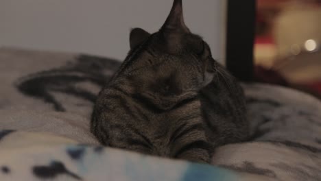 gato rayado marrón soñoliento descansando en un sofá suave - primer plano
