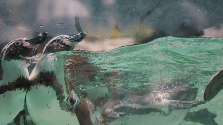 Adorable Magellanic Penguins Swimming In An Aquarium