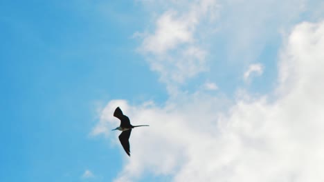 Fragata-Hembra-Con-Pecho-Blanco-Volando-Alto-En-El-Cielo-Nublado-Del-Caribe