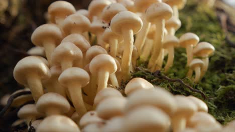 Static-Shot-Of-White-Wild-Mushrooms-Blooming-In-Ground