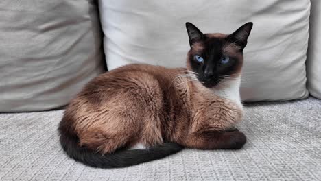 -Beautiful-Brown-Siamese-cat-with-white-paws-looks-at-camera-on-grey-couch