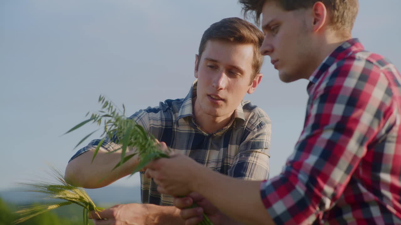 Two Young Farmers Examine Grain Stalks and Discuss Condition