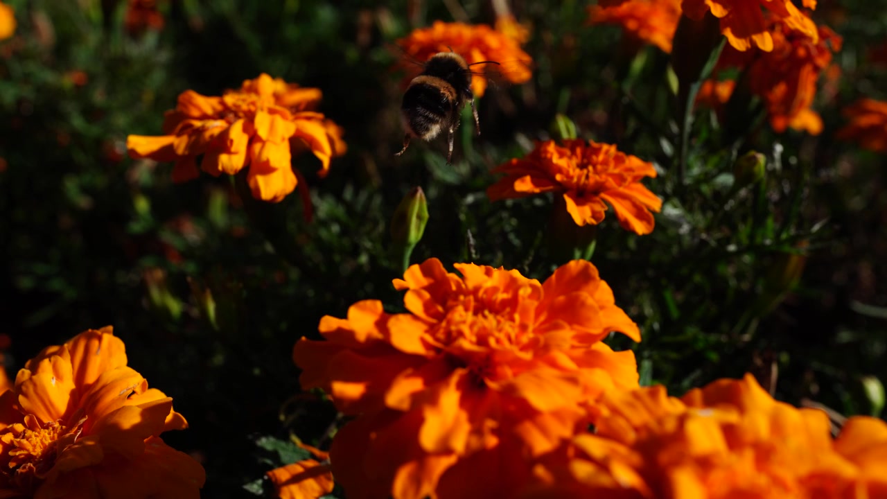 Bombo che raccoglie nettare su un fiore di calendula arancione brillante tra piante da giardino in fiore