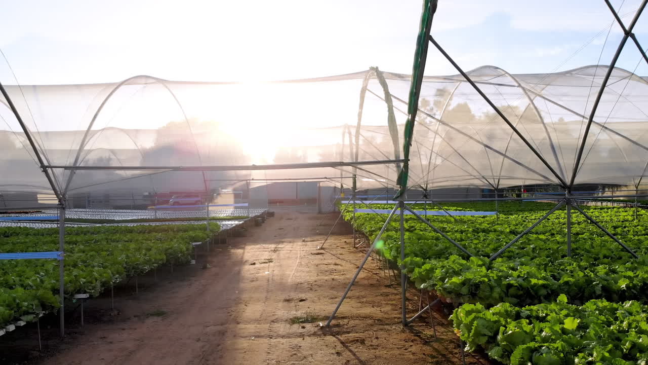 Hydroponic farm with rows of green leafy vegetables growing in greenhouse