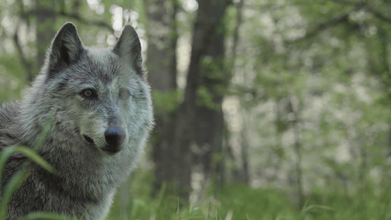 A gray wolf gazes intently through a forest clearing, surrounded by lush green foliage. The light highlights its alert expression and dense fur.