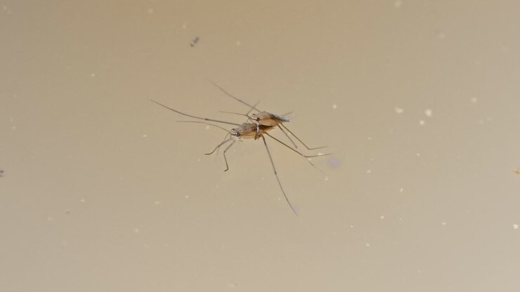 Medium shot of Gerridae commonly known as water strider in Tambopata, Madre de Dios Region, Peru, in the peruvian amazon