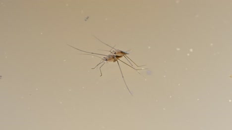 medium shot of gerridae commonly known as water strider in tambopata, madre de dios region, peru, in the peruvian amazon