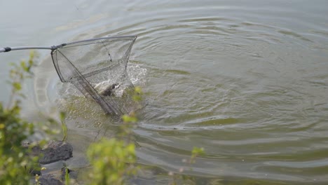 man fishing near varbo, hungary, lands large fish fighting on line with net