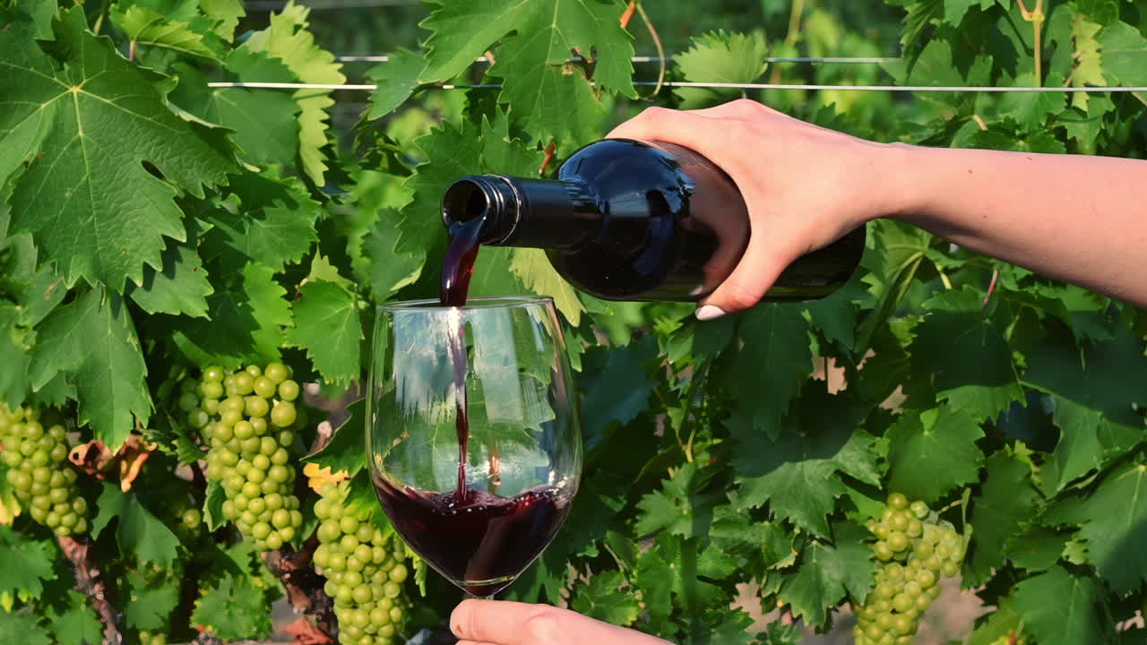 Una mano versa con grazia del vino rosso corposo da una bottiglia in un bicchiere trasparente. Il rigoglioso vigneto con le sue viti verdi crea uno sfondo vivace sotto un sole estivo splendente.