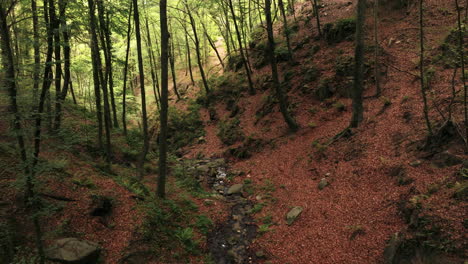 Fairytale-forest-with-valley-and-dense-foliage,-aerial-view