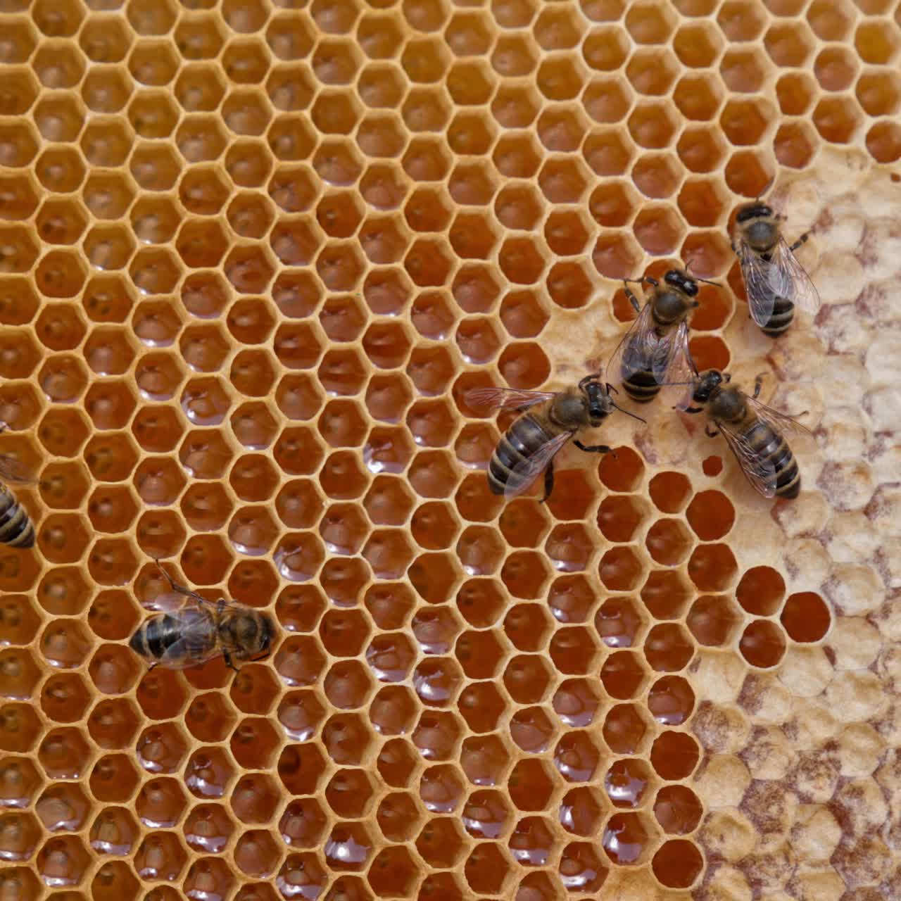 Slowly moving bees crawling by the honeycombs full of honey. Organic fresh healthy food ready for extraction. Close up
