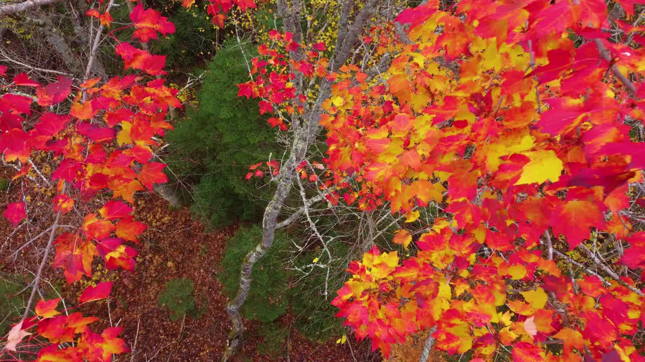 aerial descent into explosive golden yellow and red fall leaf change colors in Mont Tremblant, Québec, Canada
