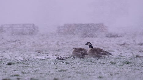 two canada geese in dutch pasture, heavy snowfall over farm landscape