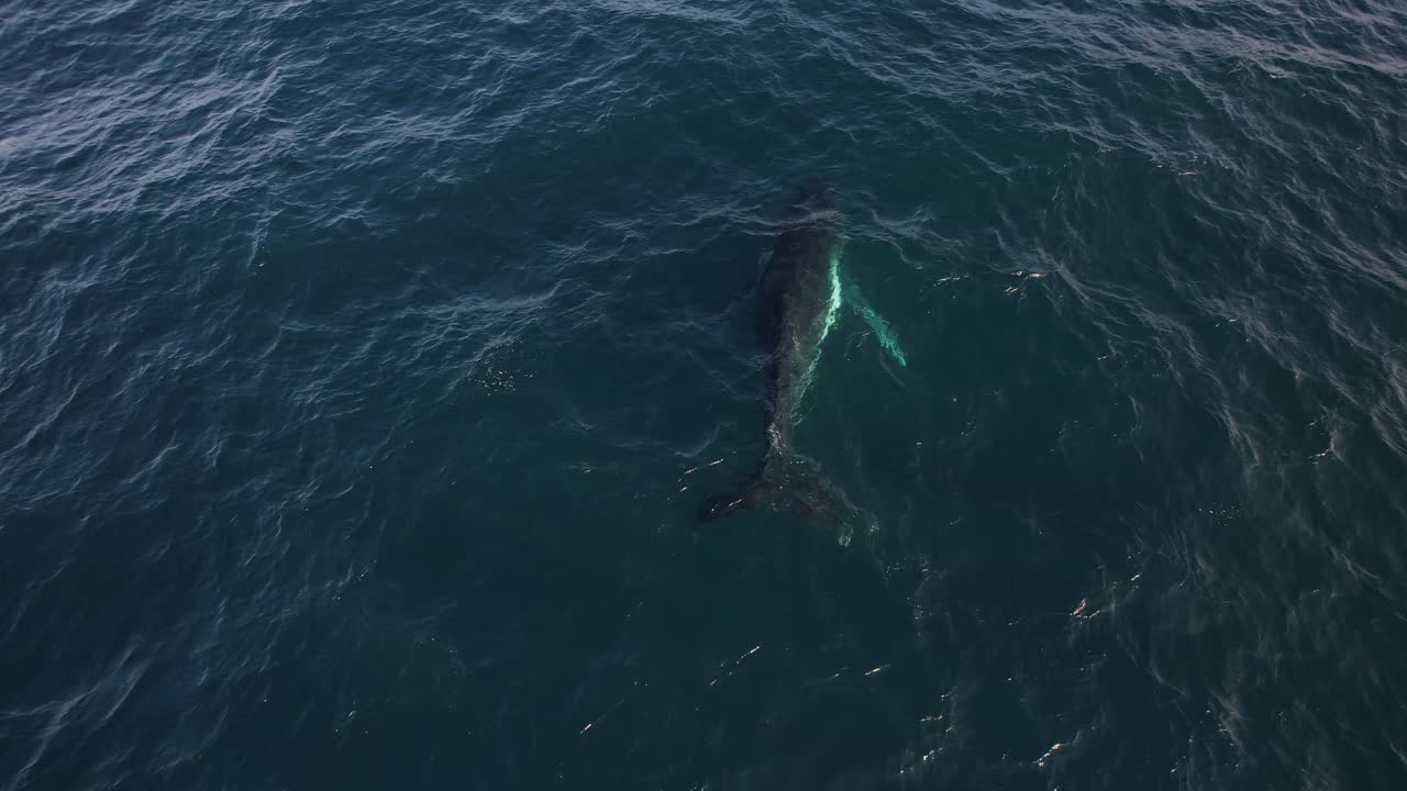 Humpback Whale Under Sea Surface In New South Wales, Australia