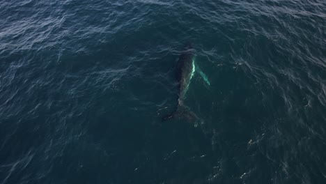 la ballena jorobada bajo la superficie del mar en nueva gales del sur, australia
