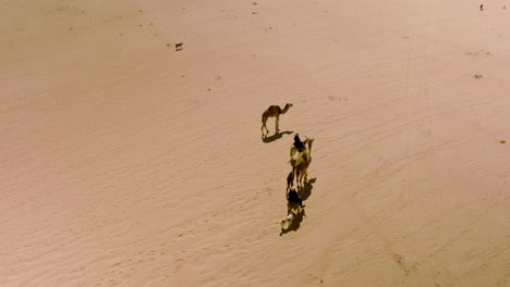 bedouin herdsmen riding on camels crossing jordanian desert in wadi rum