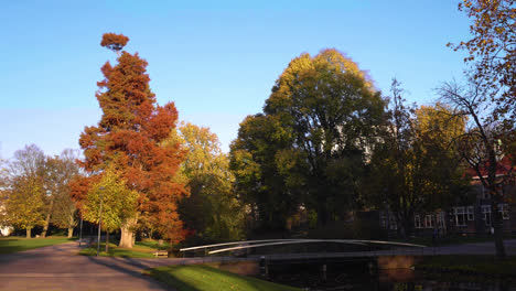 trees in a city park during autumn