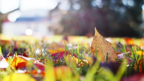 close up shot of colorful fall leaves in the grass