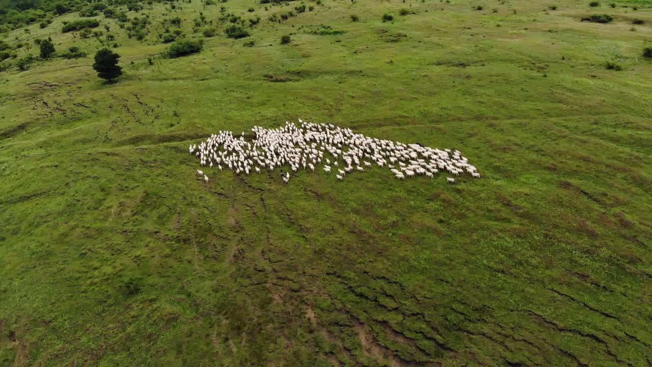 푸른 언덕에 있는 양떼의 조감도