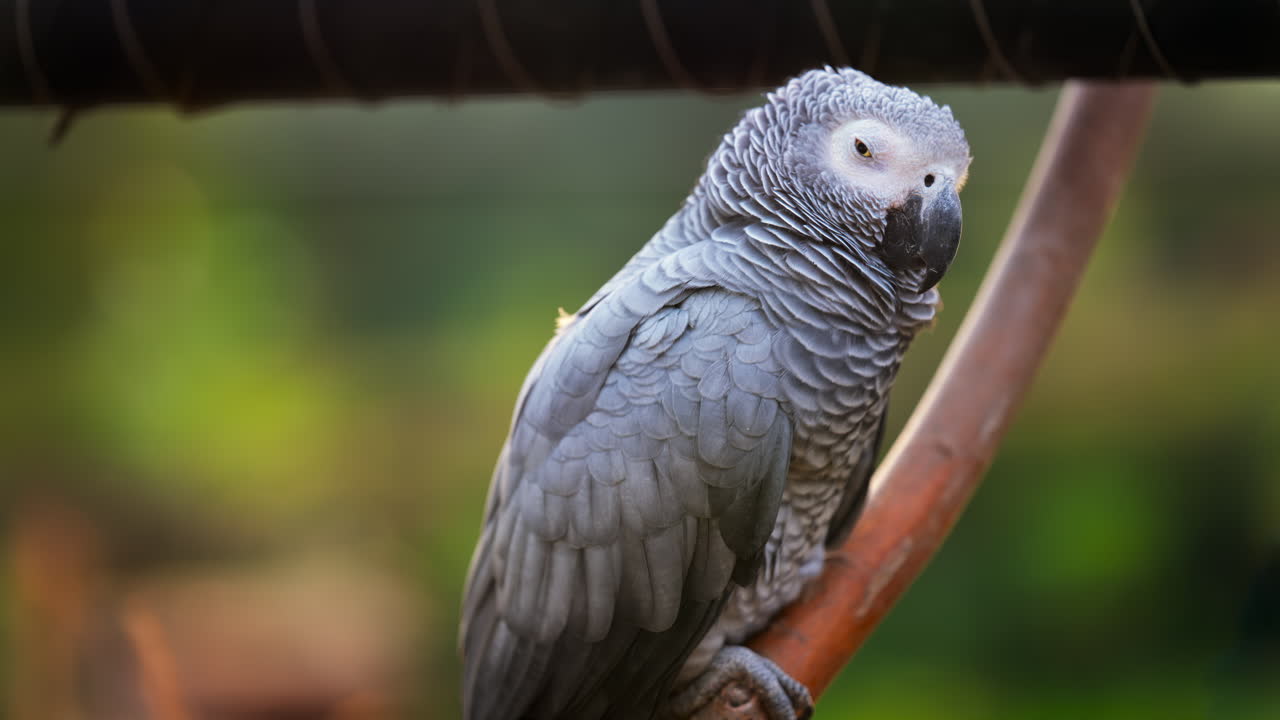 Close up of a grey parrot on a blurred background