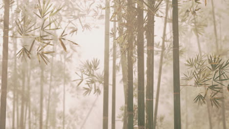 foggy bamboo forest