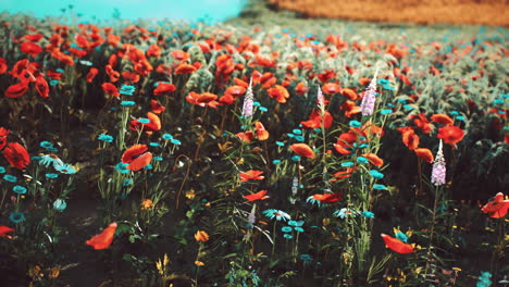 vibrant field of red poppies and blue flowers blooming in sunny countryside
