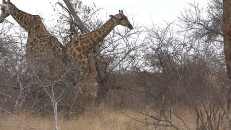 giraffamilie in bossen van afrikaanse savanne, volwassen paar en kalf in natuurlijke habitat