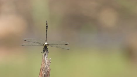 tiger dragonfly in pond area