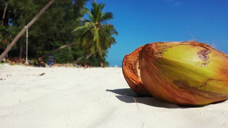 close up of coconut seeds left on white sand of exotic beach on a bright blue sky and palm trees bent over sea background