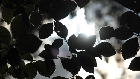 spring sunshine creates light and shade on new beech tree leaves in a woodland, worcestershire, england.