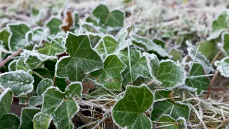 movimiento dolly derecha hiedra salvaje helada en la mañana de invierno, naturaleza de ángulo bajo