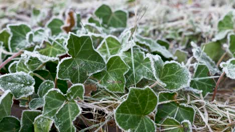 motion dolly right wild ivy frost on winter morning, low angle nature