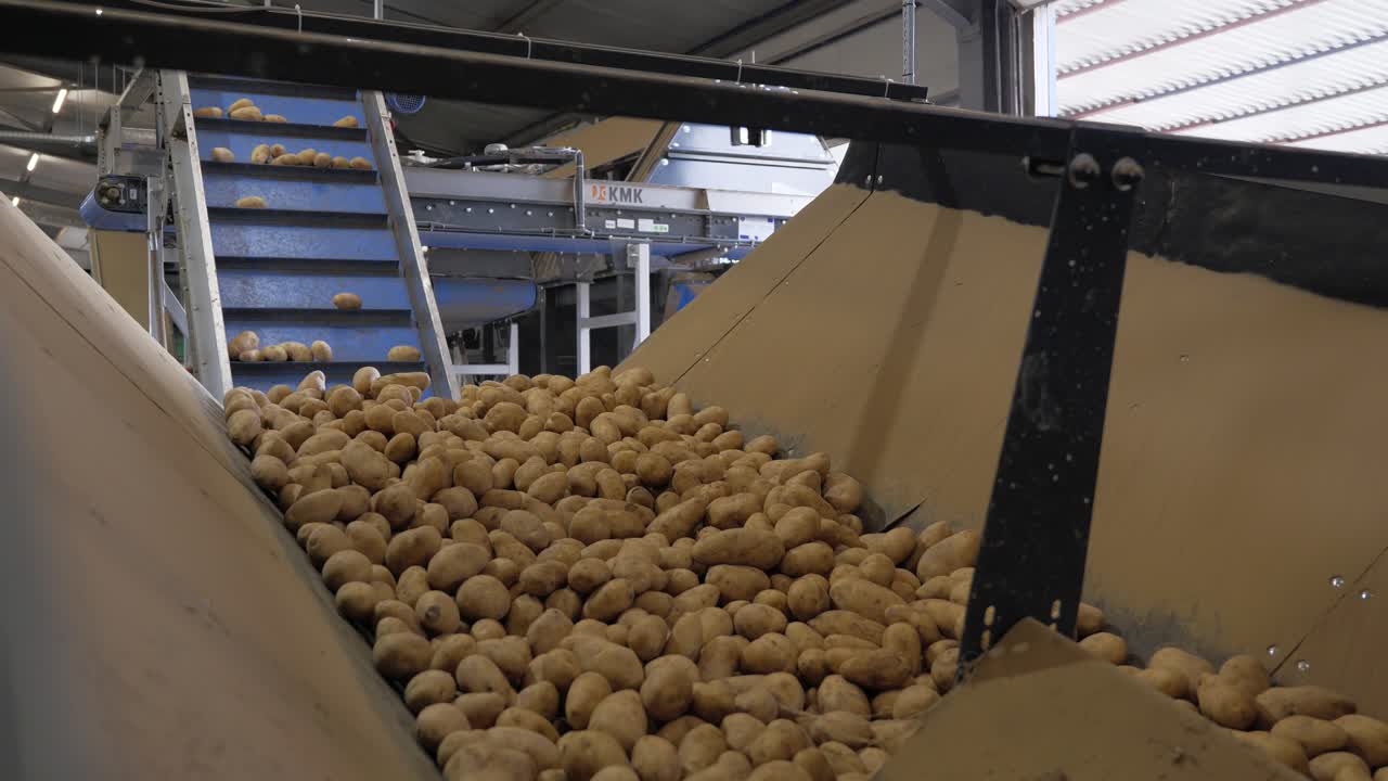 Potato Harvest On Conveyor Belt