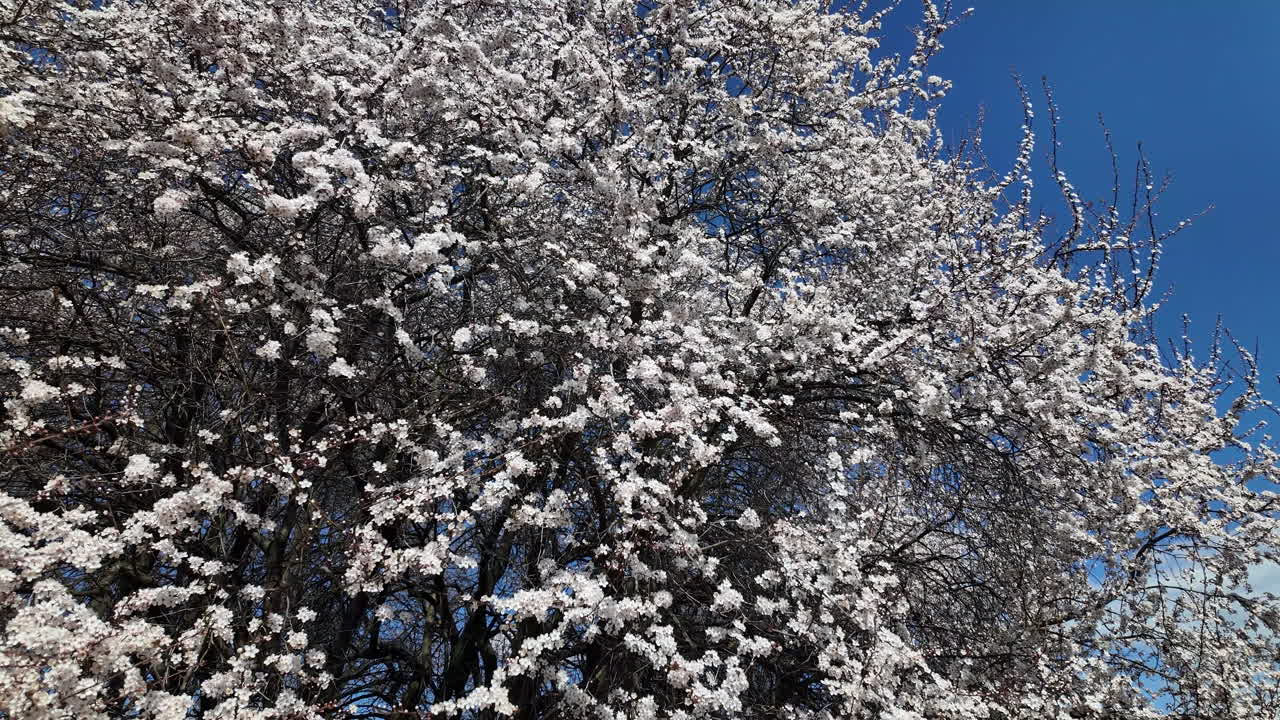 Dense cherry blossom canopy in spring sunlight