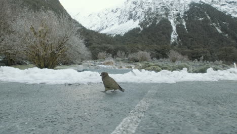 A-rare-and-endangered-Kea-walking-along-a-path-in-Fiordland-New-Zealand,-surrounded-by-snow-capped-mountains-and-peaks