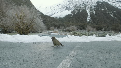 a rare and endangered kea walking along a path in fiordland new zealand, surrounded by snow capped mountains and peaks