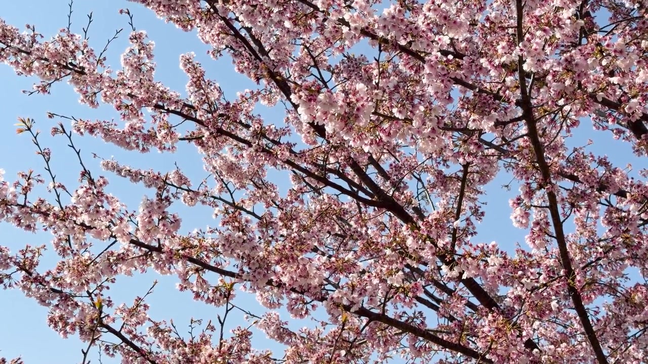 Vivaci fiori di sakura rosa sbocciano sui rami degli alberi sotto la brillante luce del sole e cieli azzurri e sereni.