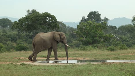 a african elephant walking in and out of the frame past a waterhole, kruger national park.