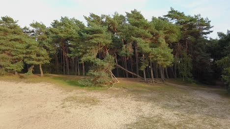 aerial footage of the flying aside the forest