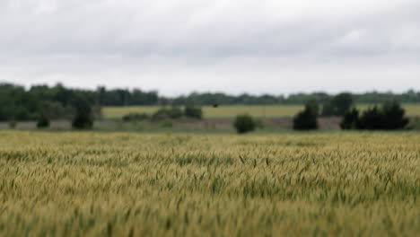 Campo-De-Trigo,-Paisaje,-Kansas,-Fondo,-Hierba,-Verde,-Granja,-Agricultura,-Granjero,-Crecer,-Creciente,-Cosecha,-Pájaros,-Volador